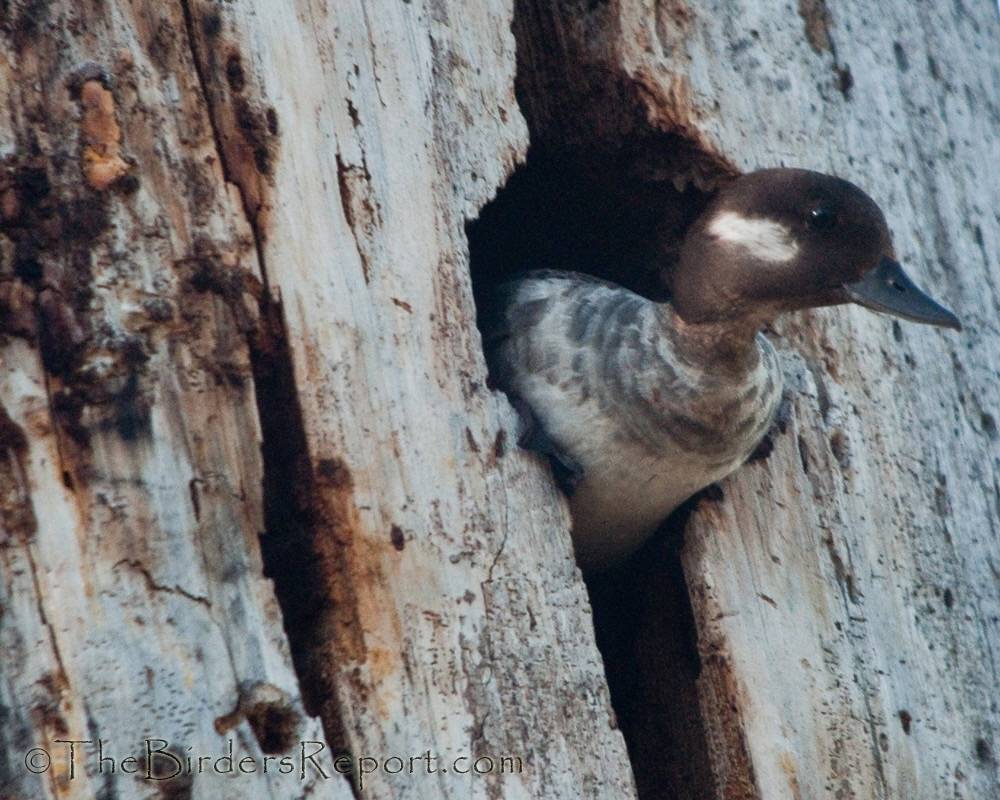 Bufflehead Female At Nest Cavity by TheBirdersReport.com is licensed under CC BY-NC-SA 2.0